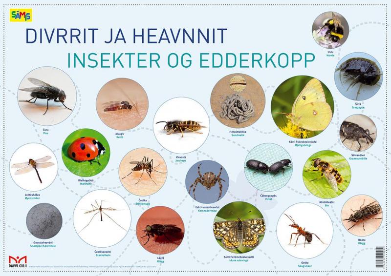 Divrrit ja heavnnit = Insekter og 9788232900282. Plakat | Akademika.no